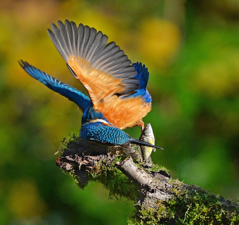 Kingfisher - Birds