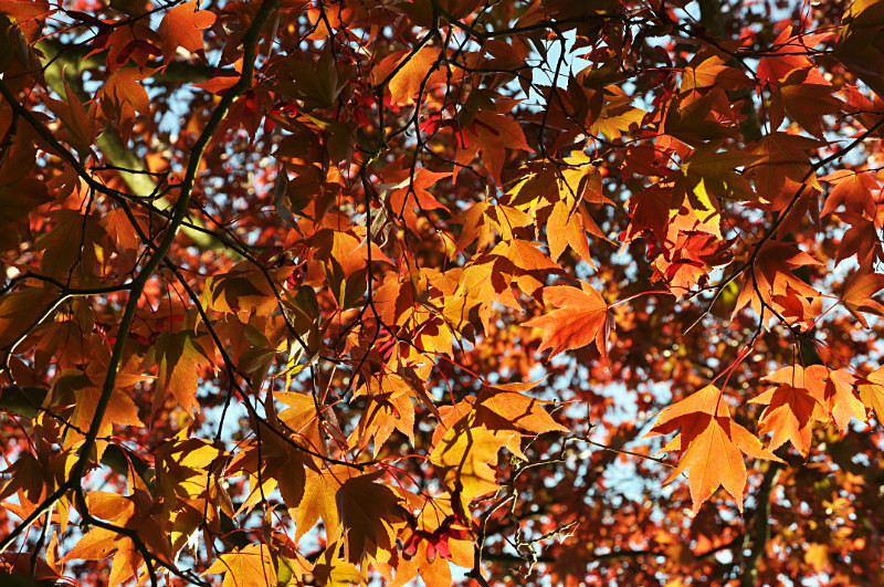  - Trees & Landscape