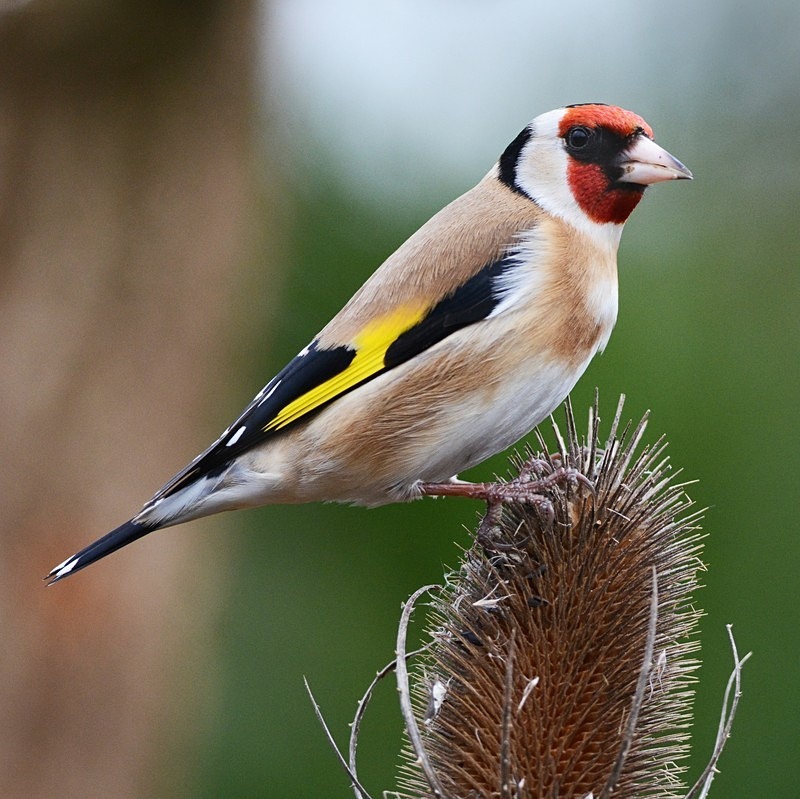 Goldfinch - Birds