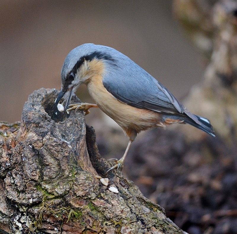 Nuthatch - Birds