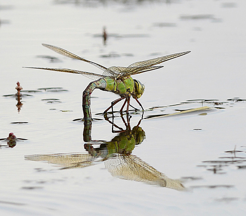 Southern Hawker Dragonfly