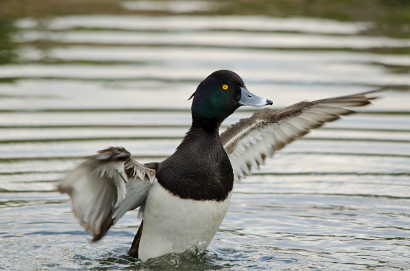 Tufted duck