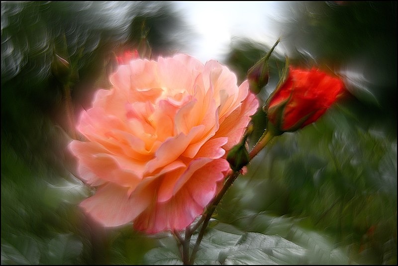 Rose Helios - Flowers