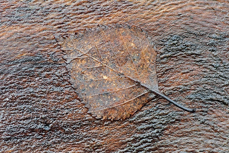 Leaf Camouflage - Trees & Landscape