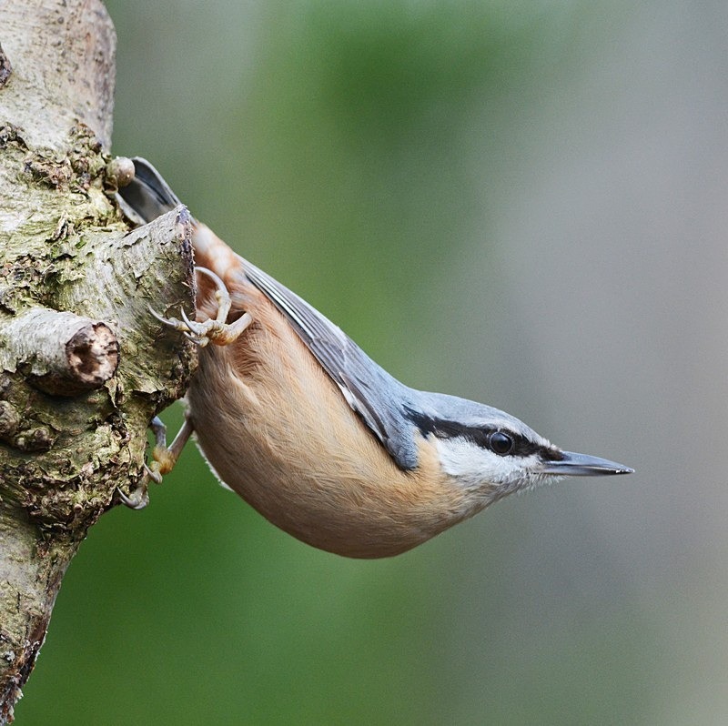 Nuthatch - Birds