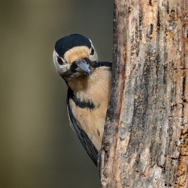 Great Spotted Woodpecker - Birds