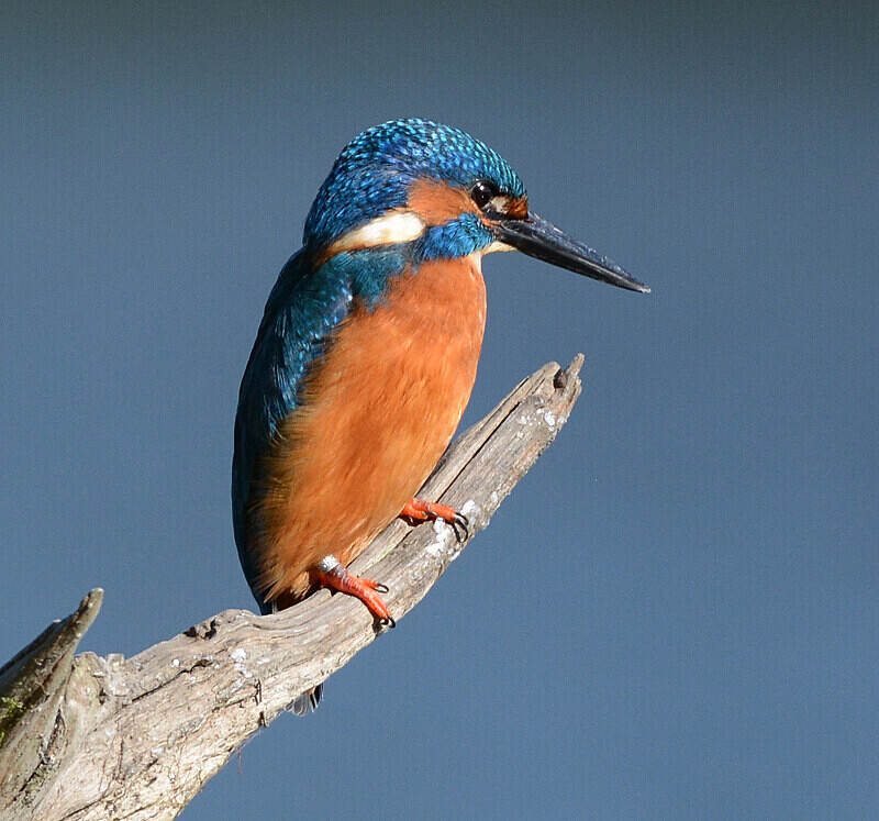 Kingfisher - Birds