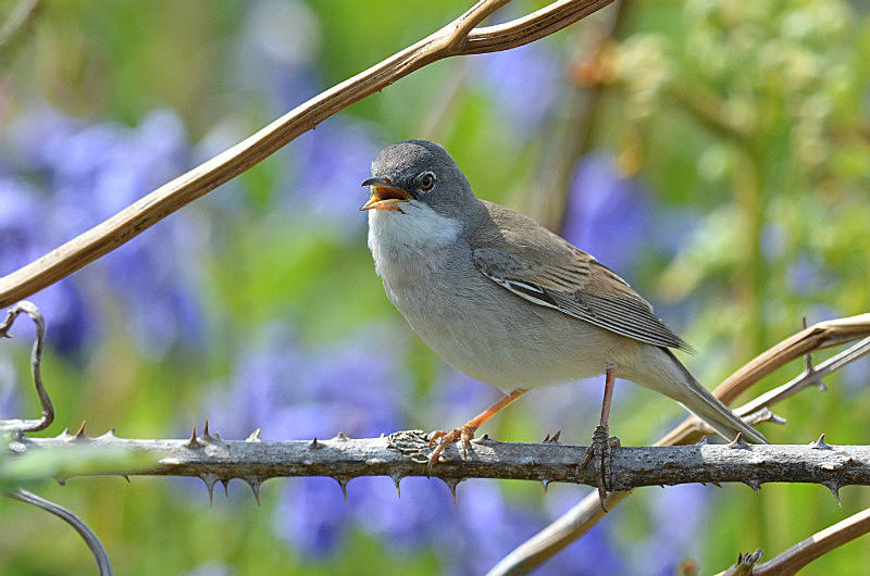 Whitethroat - Birds