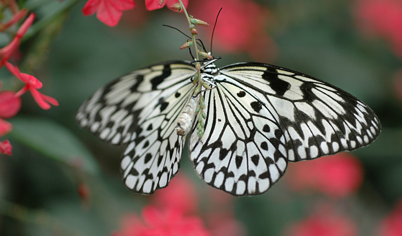  - Nature