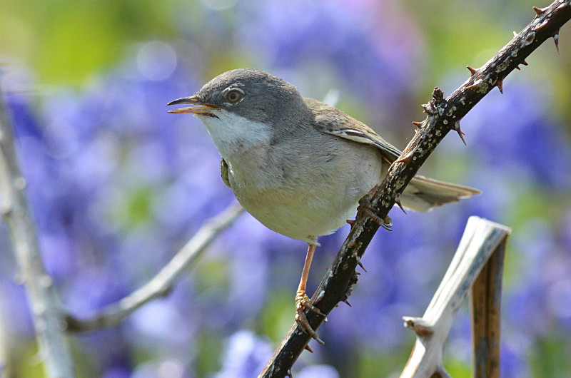 Whitethroat