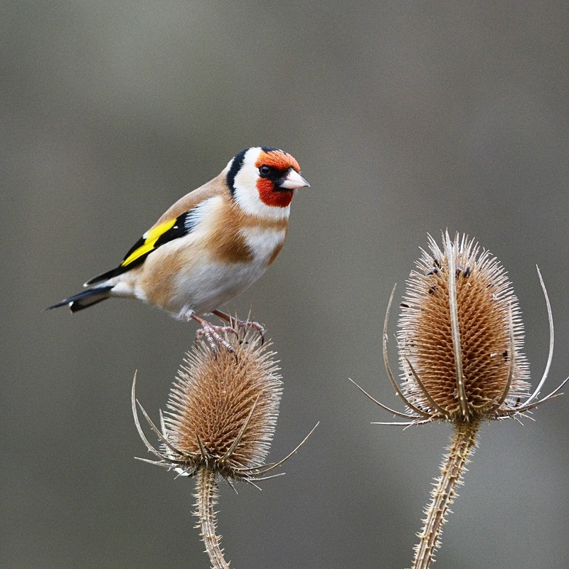 Goldfinch - Birds