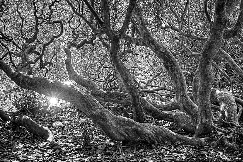 Witchwood - Monochrome