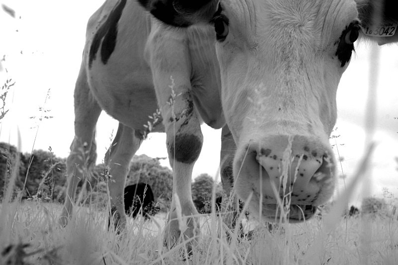 A Cow - Monochrome