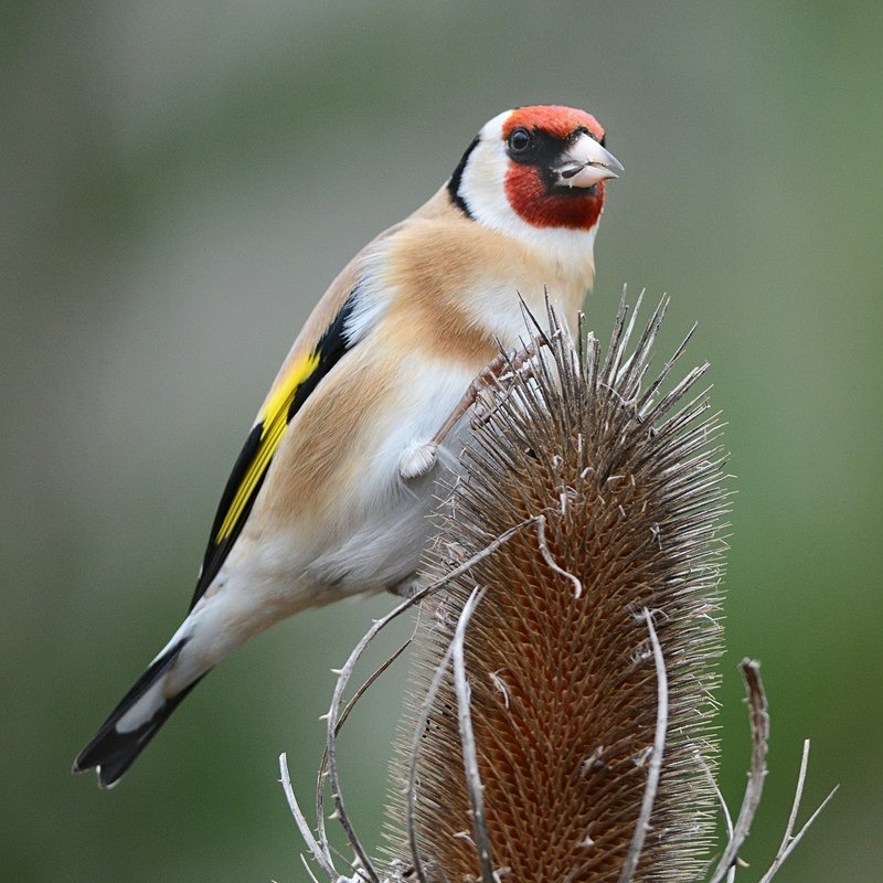 Goldfinch - Birds