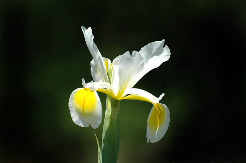 - Flowers