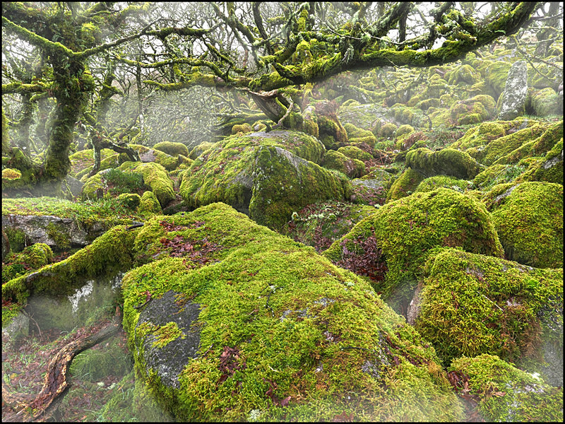 Wistman Wood - Trees & Landscape