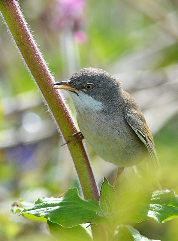 Common Whitethroat
