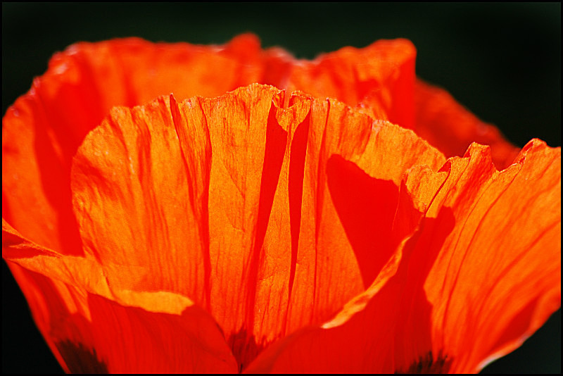  - Flowers