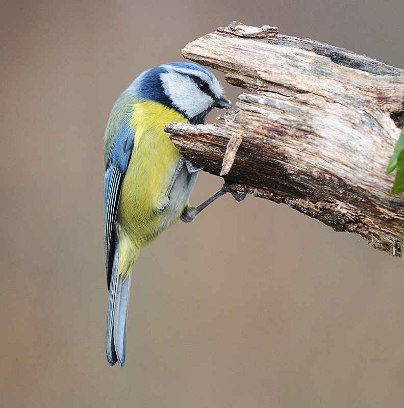 Bluetit - Birds