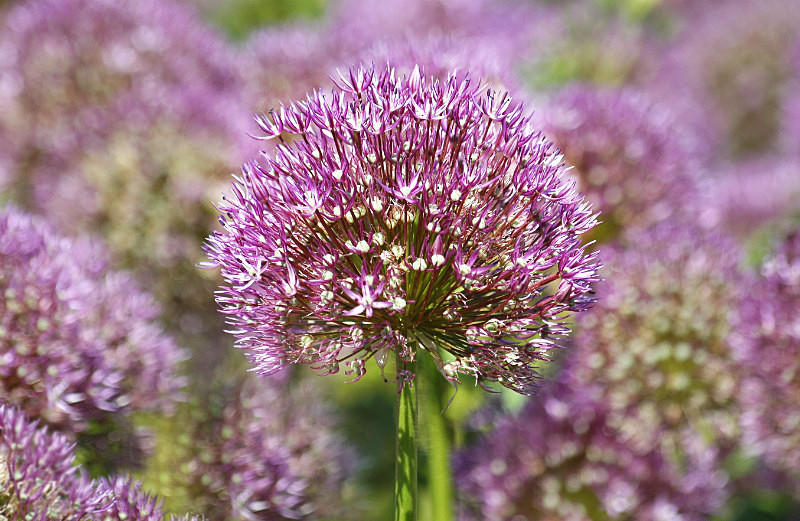  - Flowers