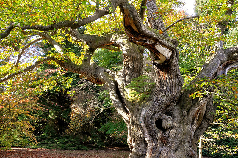 Old Oak - Nature
