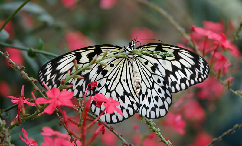  - Nature