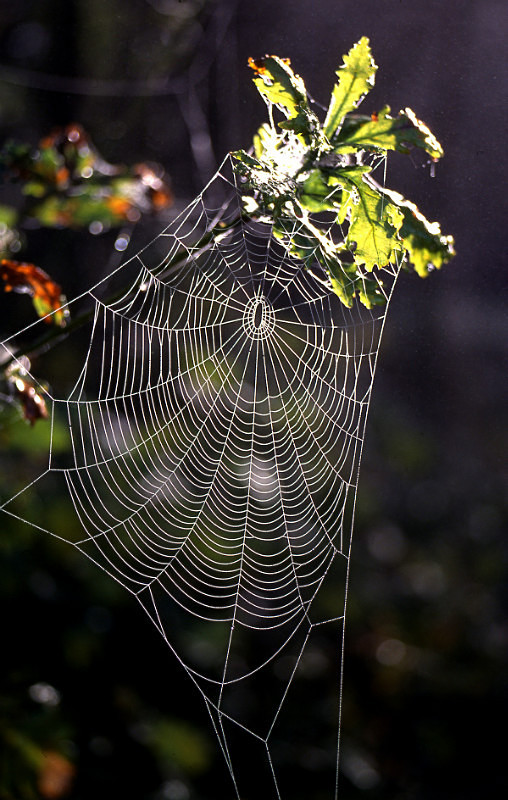 Spider's Web, Redhill Common