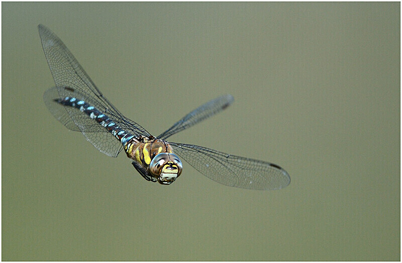 Emperor Dragonfly - Nature