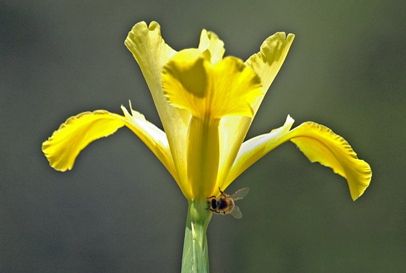  - Flowers