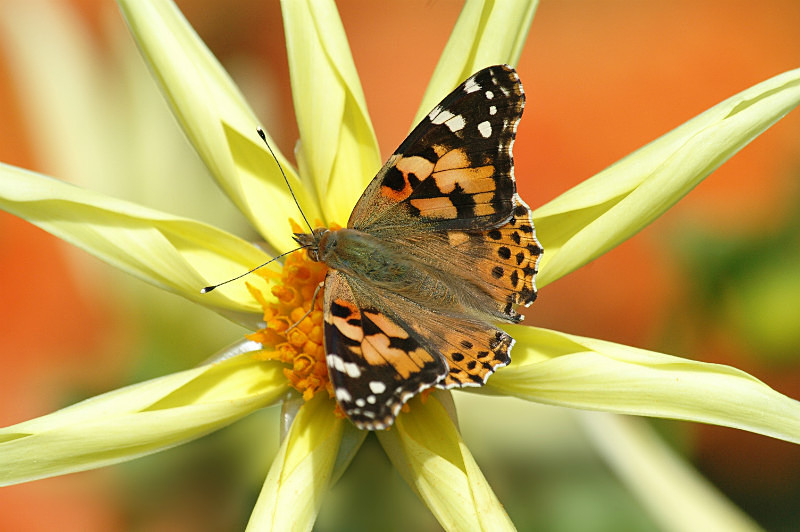  - Nature