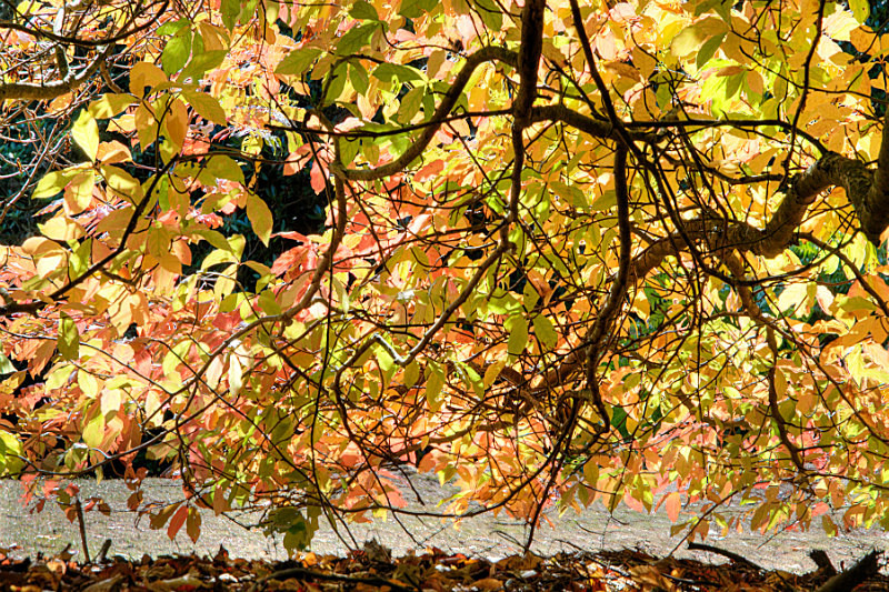  - Trees & Landscape
