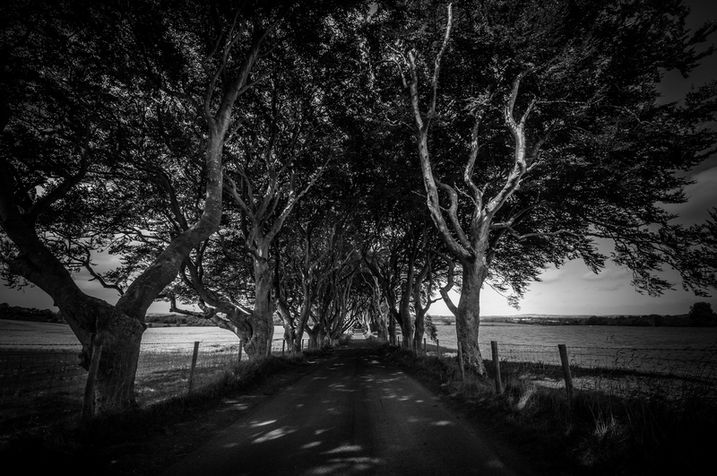 The Dark Hedges B/W I : Mark Geddis Photography - Landscape, Portrait & Commercial Photography.