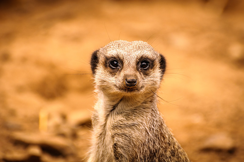 Belfast Zoo VII : Mark Geddis Photography - Landscape, Portrait & Commercial Photography.