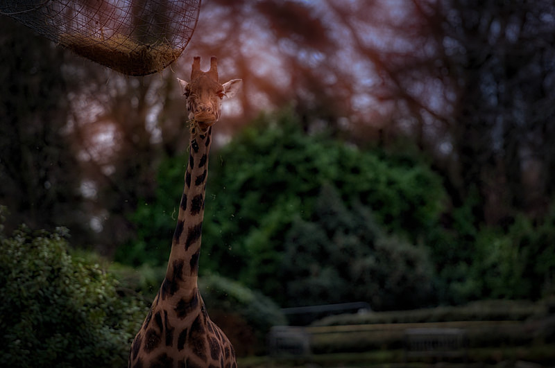  - Wildlife & Pets