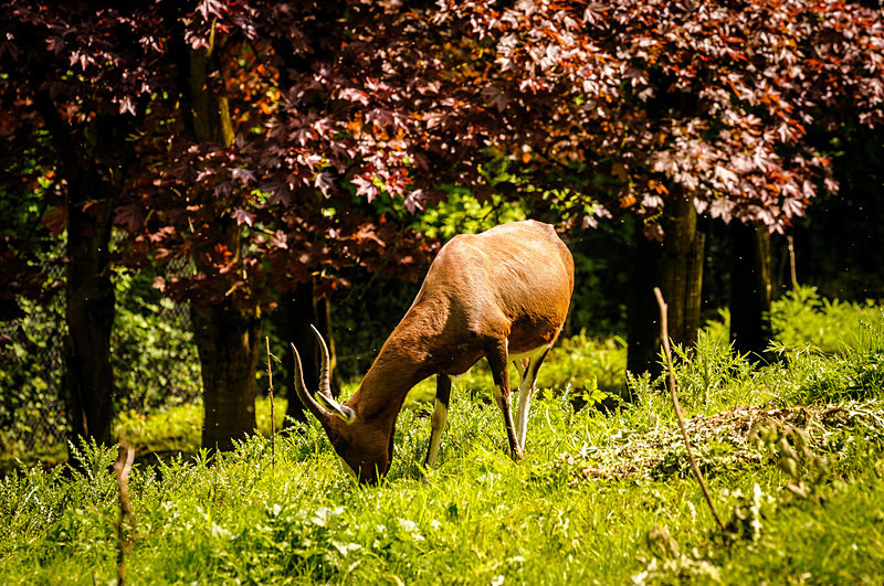 Belfast Zoo I : Mark Geddis Photography - Landscape, Portrait & Commercial Photography.