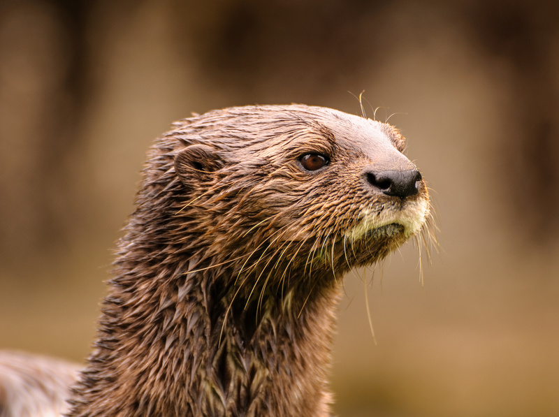 Belfast Zoo X : Mark Geddis Photography - Landscape, Portrait & Commercial Photography.
