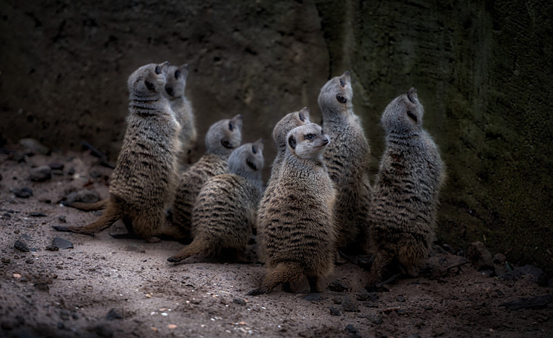  - Wildlife & Pets
