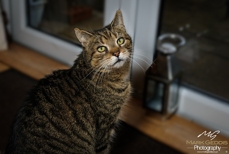  - Wildlife & Pets
