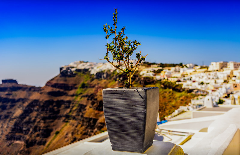 Santorini Flowers II : Mark Geddis Photography - Landscape, Portrait & Commercial Photography.