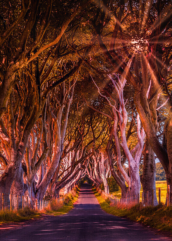 The Dark Hedges - Northern Ireland