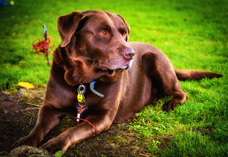 Jake II : Mark Geddis Photography - Landscape, Portrait & Commercial Photography.