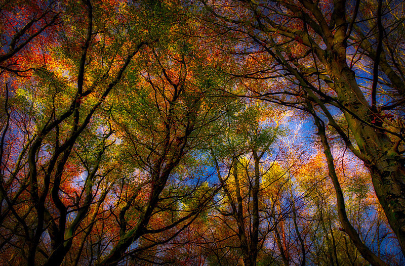 Treetops : Mark Geddis Photography - Landscape, Portrait & Commercial Photography.