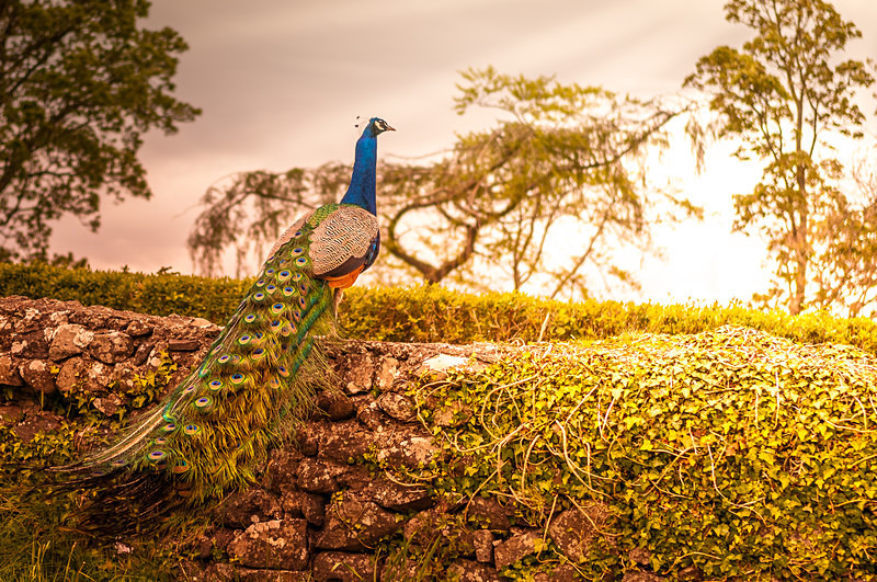 Peacock : Mark Geddis Photography - Landscape, Portrait & Commercial Photography.