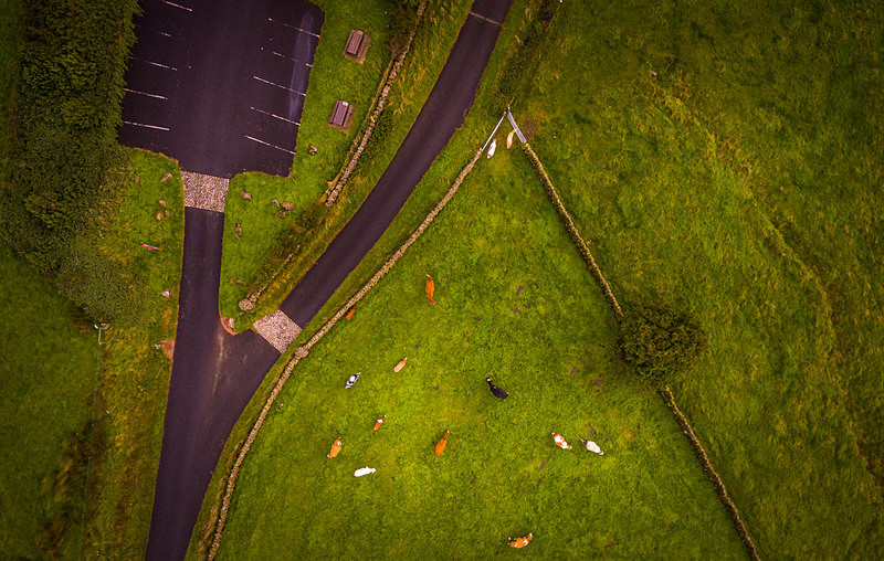 Cows At Slemish : Mark Geddis Photography - Landscape, Portrait & Commercial Photography.