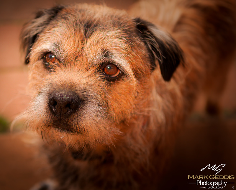 Baxter : Mark Geddis Photography - Landscape, Portrait & Commercial Photography.
