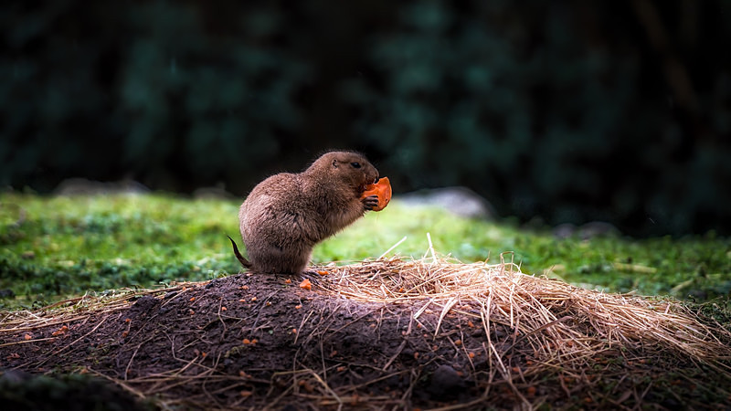  - Wildlife & Pets