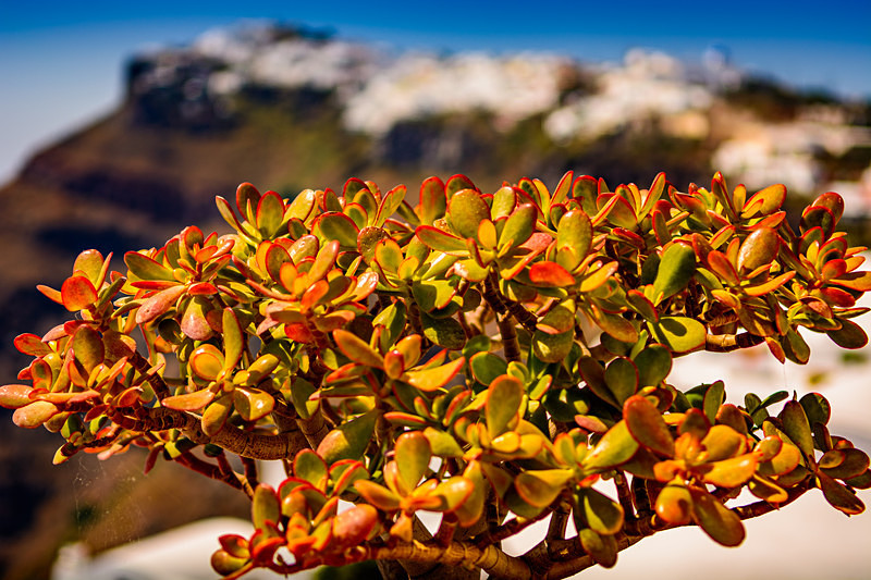 Santorini Flowers I : Mark Geddis Photography - Landscape, Portrait & Commercial Photography.