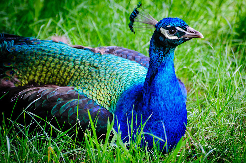 Belfast Zoo III : Mark Geddis Photography - Landscape, Portrait & Commercial Photography.