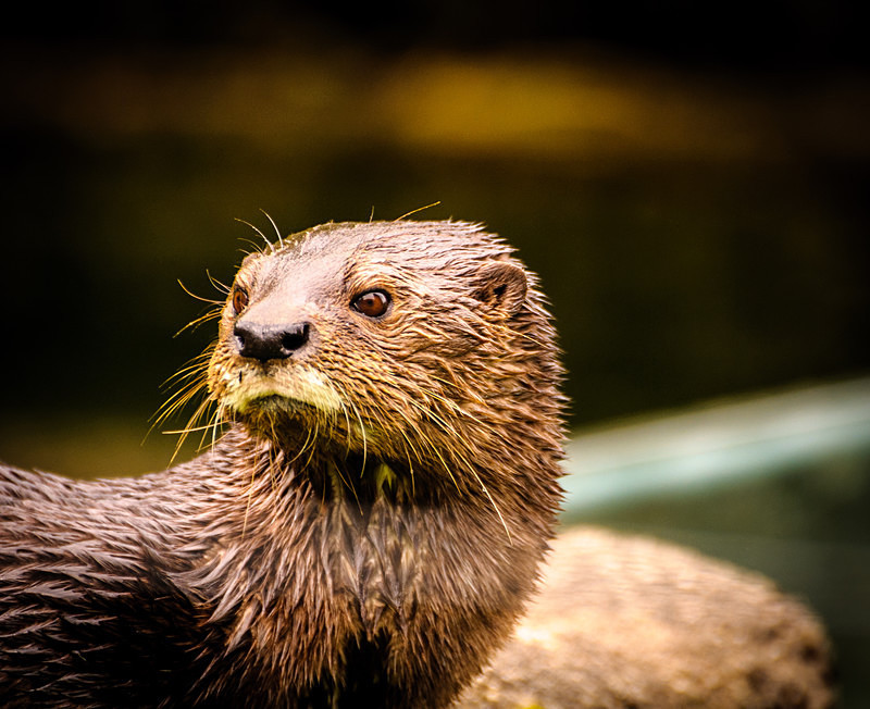 Belfast Zoo IX : Mark Geddis Photography - Landscape, Portrait & Commercial Photography.