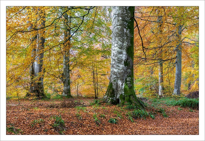 Autumnal Colours - Portfolio